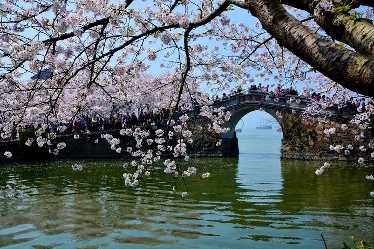 无锡鼋头渚风景区赏樱花(2018.3.28)