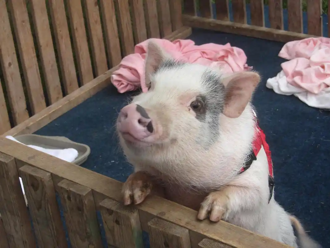 明星养猪当宠物再次带动迷你猪风潮,流浪动物收容所惨变养猪场