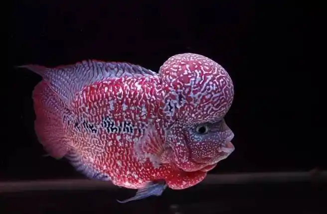 评论:阅读: 813数量: 6发布于:3年前大笨熊首页/鲷鱼图片/正文站点