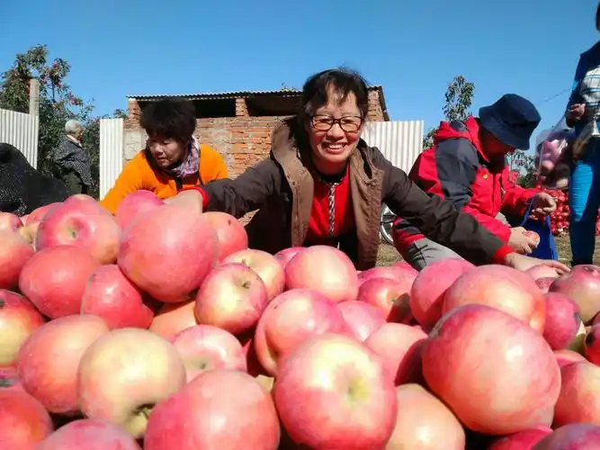 硕果累累!喜上眉梢!