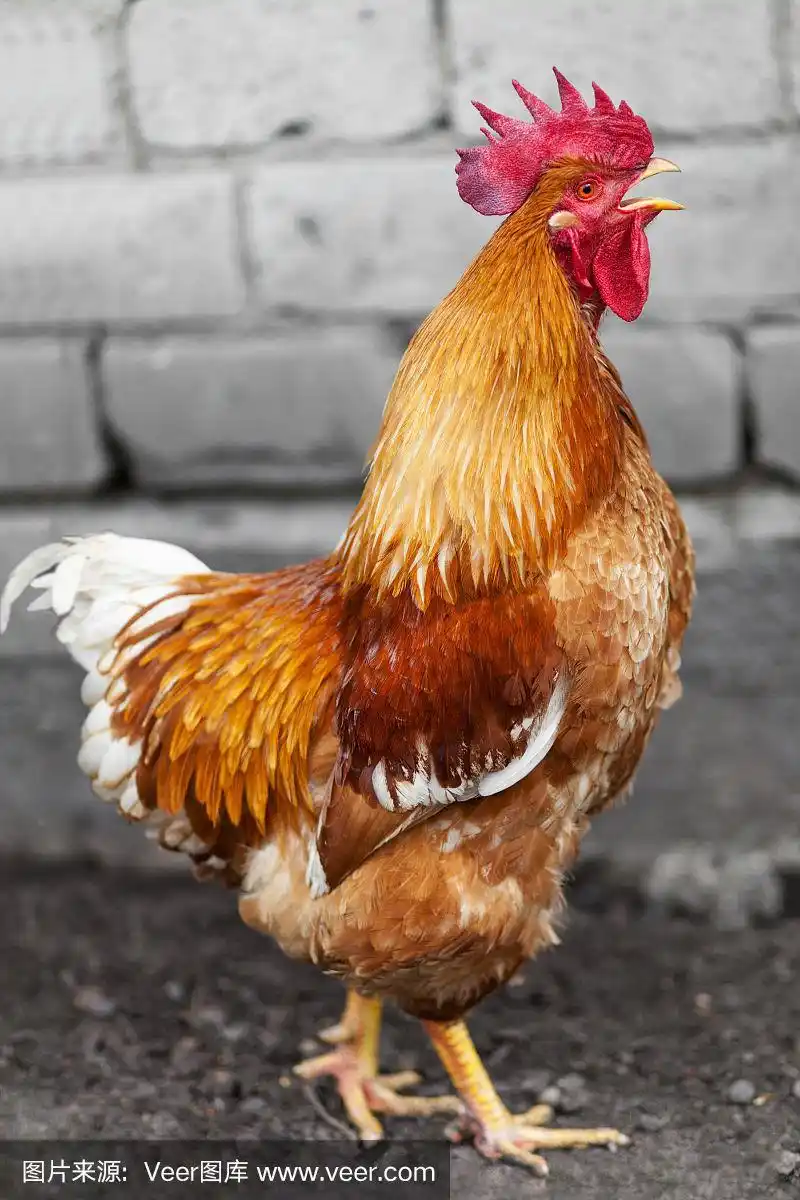 红公鸡