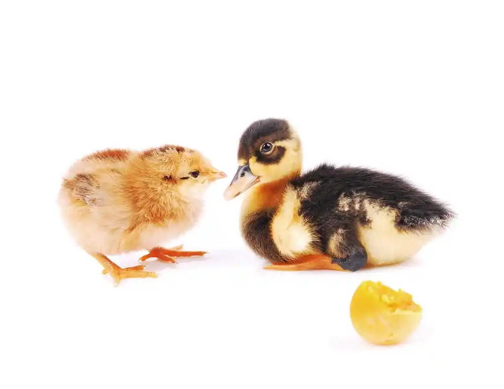 小鸡和小鸭,小鸡和小鸭,两个并排的孤立白色背景