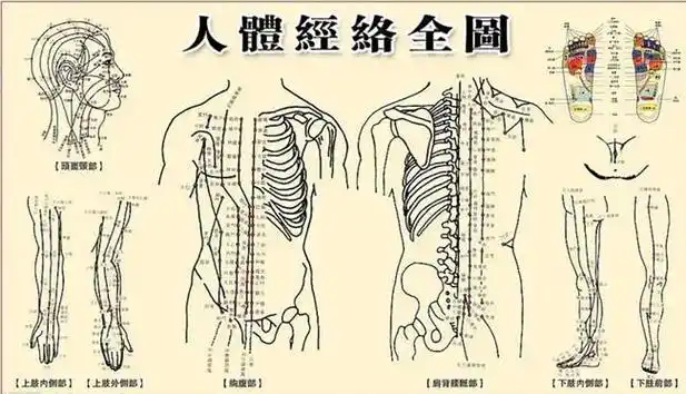 分别是腿外侧的胆经,腿中间的胃经,靠近内侧的脾经,内侧的肝经,后腿靠