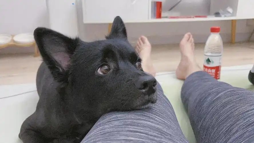 一人一狗完美周末