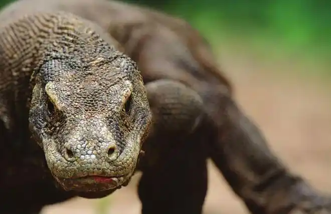 已知的最大蜥蜴被神话的科莫多巨蜥其战斗力到底如何