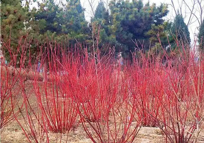 红瑞木苗红梗木凉子木红瑞木小苗树苗绿化工程苗木 红瑞木(60-70厘米)