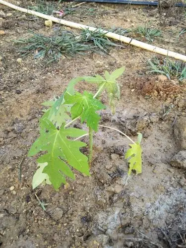 这是新育的木瓜小苗,明年就能结果了,见效真快,高产作物啊