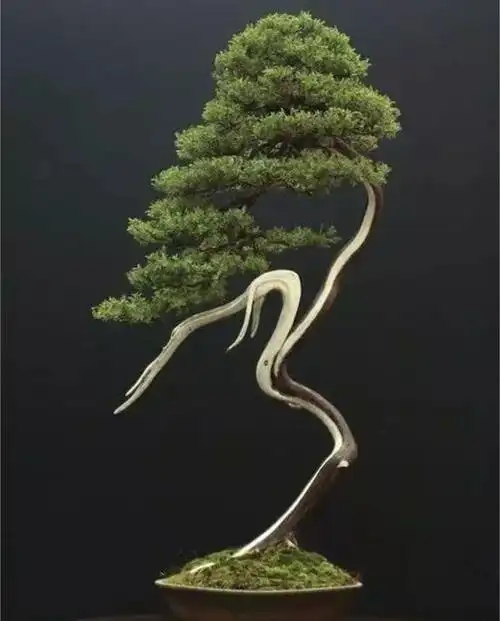 最美文人树盆景