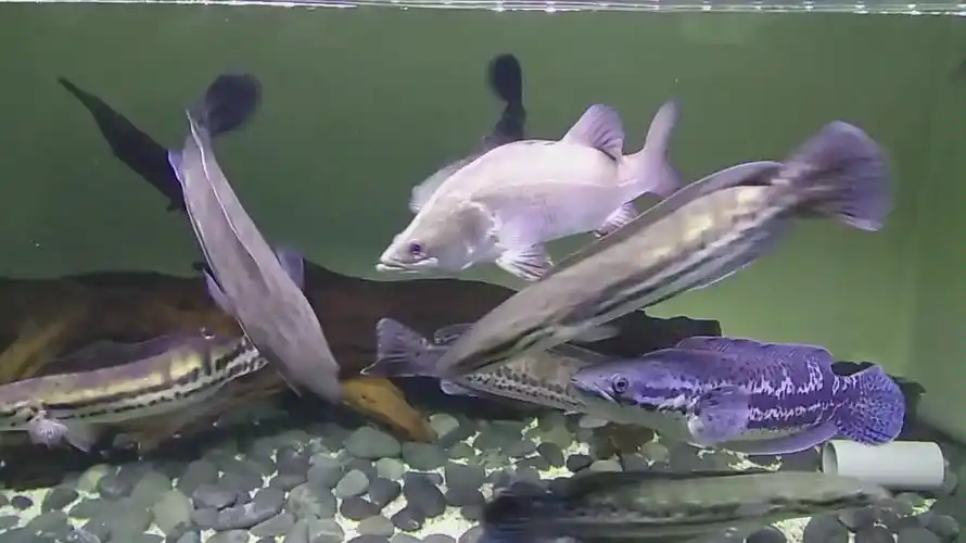 yutube麦克雷龙巡游抢食