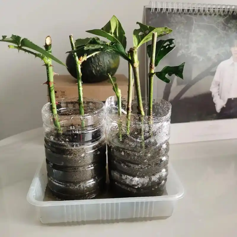 月季 扦插 想要图三这样的月季,从它妈妈那剪过来的,耐心 - 抖音