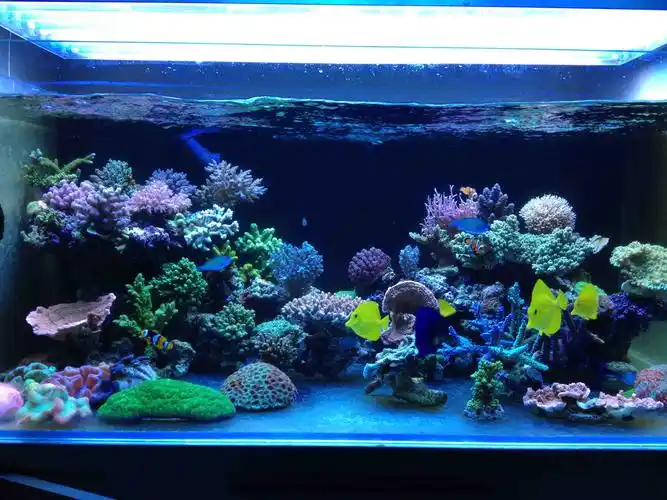 第5页 - 硬珊瑚礁岩生态缸(sps reef tank) - cmf海水观赏鱼论坛
