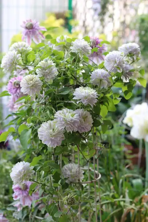 铁线莲"琉璃"—花如牡丹,美丽梦幻,阳台养一棵,三季有花赏