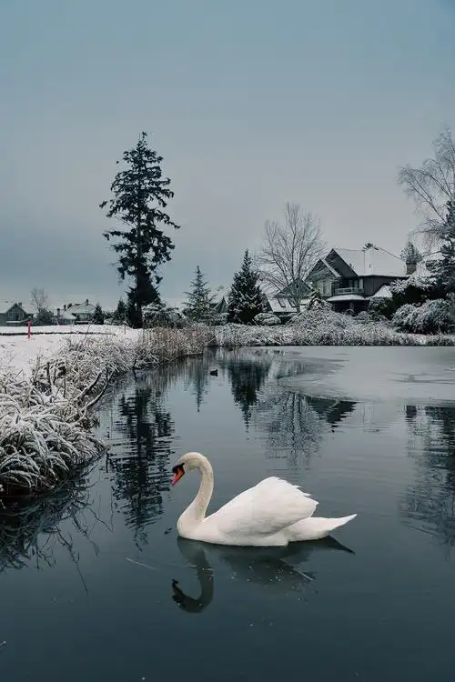 孤独的天鹅
