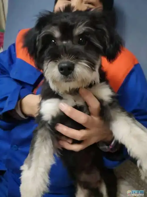 寻主启示江城国际瑞虹苑发现一只黑色雪纳瑞泰迪串串