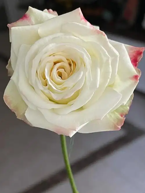 月季法拉皇后微光