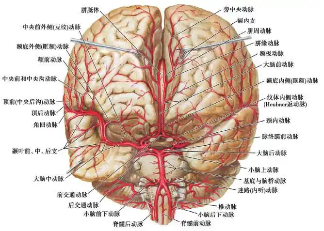 脑动脉额面观