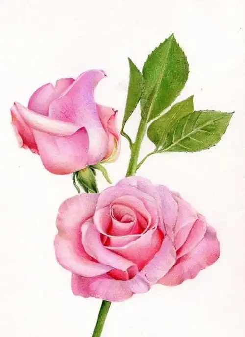 零基础彩铅画入门教程 | 彩铅画一朵艳丽的月季花