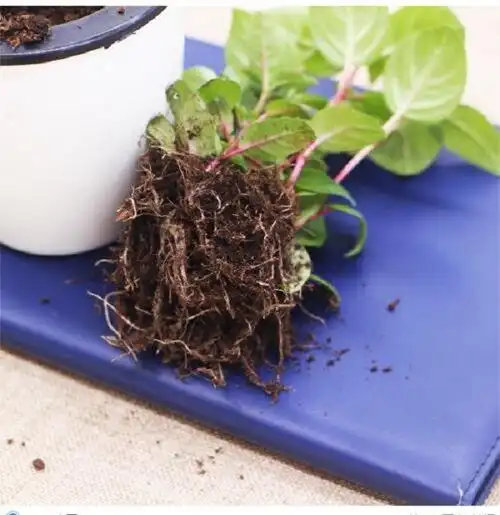 倒挂金钟盆栽灯笼花花苗吊钟海棠四季开花室内花卉大花阳台观花.