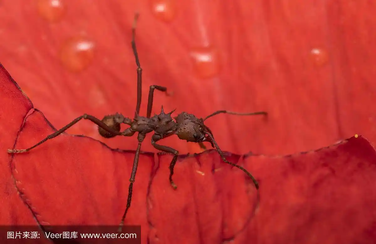 一只红色的大蚂蚁趴在湿漉漉的红色花瓣上