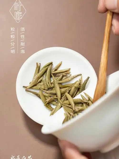 白毫银针茶中珍宝
