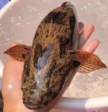 [鱼干批发]海南淡水笋壳鱼鱼干,海盐淡腌,新鲜腌制,价格88.