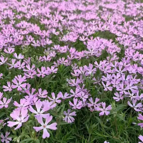 芝樱(丛生福禄考)