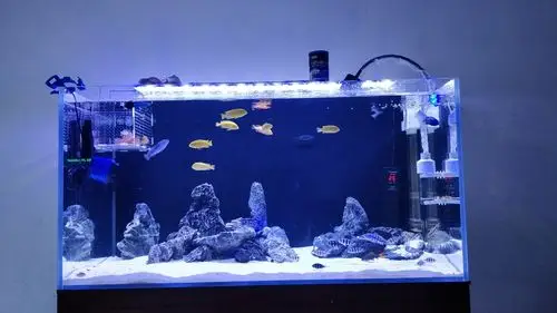 视觉疲劳了 换青龙石玩玩 - 三湖慈鲷玩家 - 龙巅三湖慈鲷