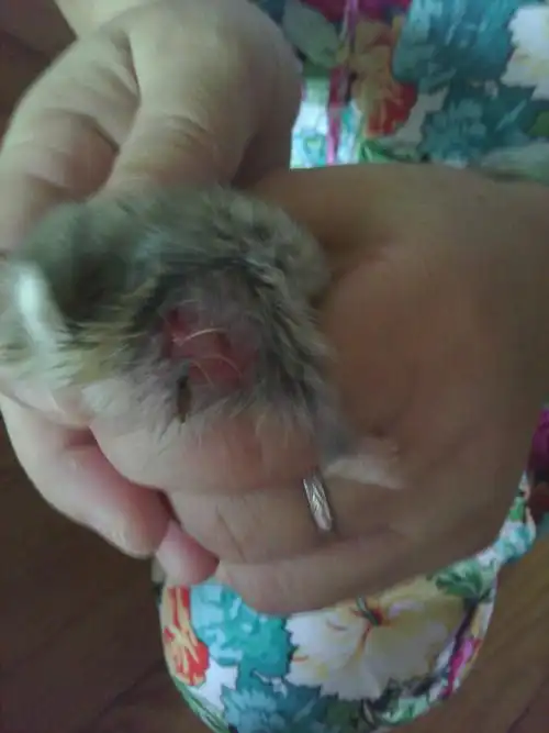 仓鼠屁股一侧破皮,露出红红的肉,该怎么解决?