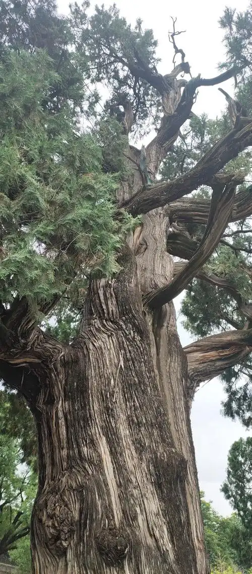 黄帝陵^o^五千年松柏