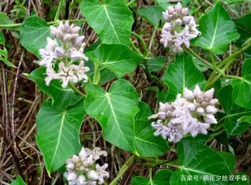 农村常见的一种植物,人称"羊婆奶",殊不知浑身上下皆是宝