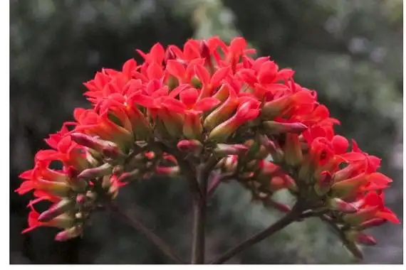 大叶落地生根花开花花的图片