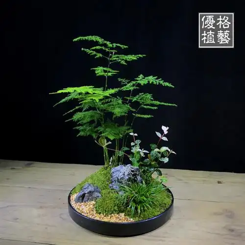 日本zn案头清供日式枯山水盆景组合盆栽文竹苔藓微景观菖蒲微型禅已售