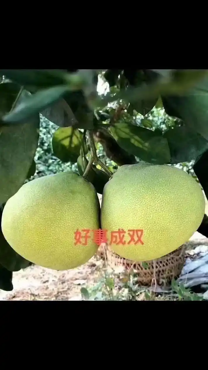 看着只有几张图片.这就是收获的季节,正宗度尾文旦柚,老树老树 - 抖音