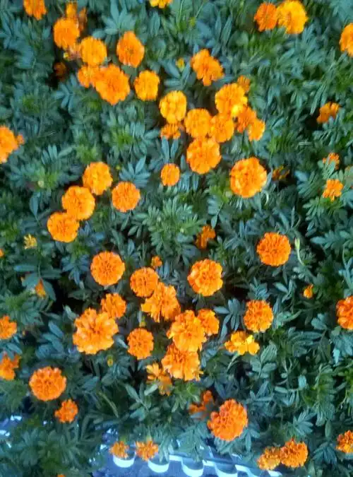 孔雀草(橘黄色)