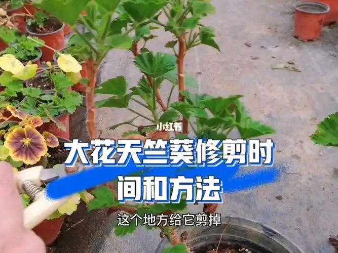大花天竺葵修剪时间和方法