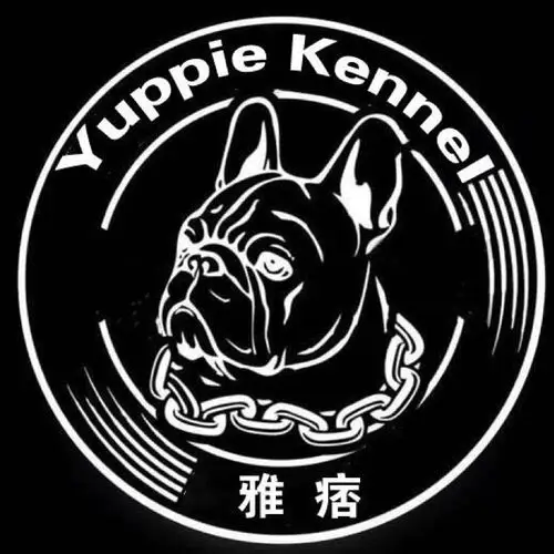 法国斗牛犬-雅痞