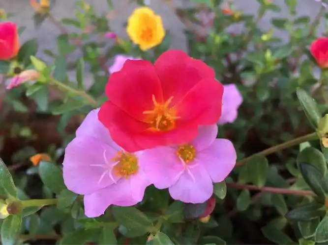 午时花,中午开花,傍晚凋谢.向日而开,此生只为太阳来.