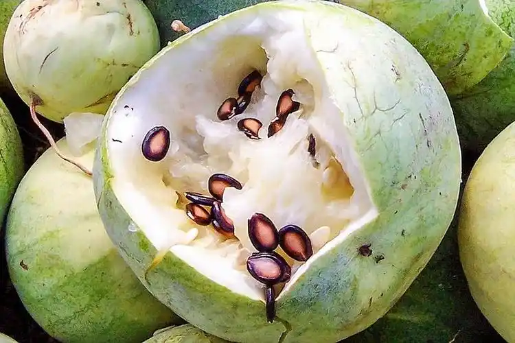 打瓜的瓜瓤也有很好的食用价值,虽