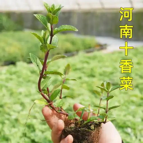 石香菜(石香菜与薄荷怎样区别)
