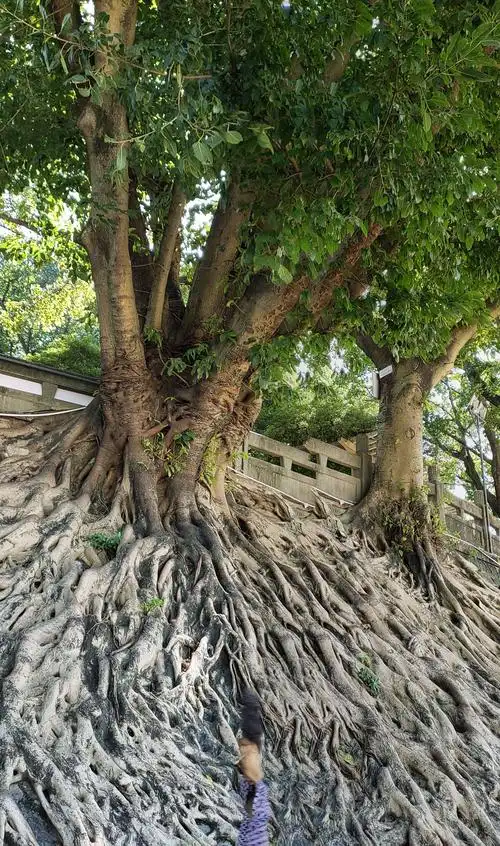 邕江岸边的大榕树