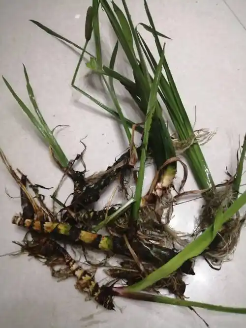 石菖薄的功效与作用石菖蒲属于什么科植物