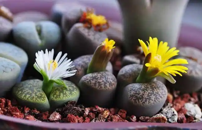 生石花怎么养殖好