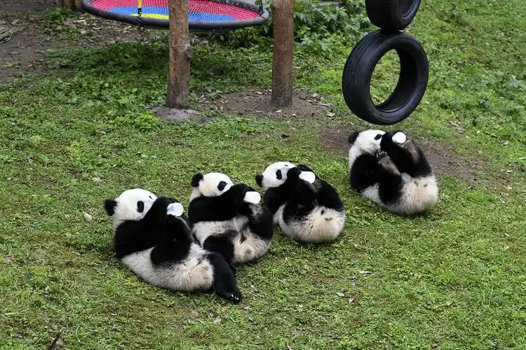 四只大熊猫"围炉煮茶"_重庆动物园_双胞胎_游客