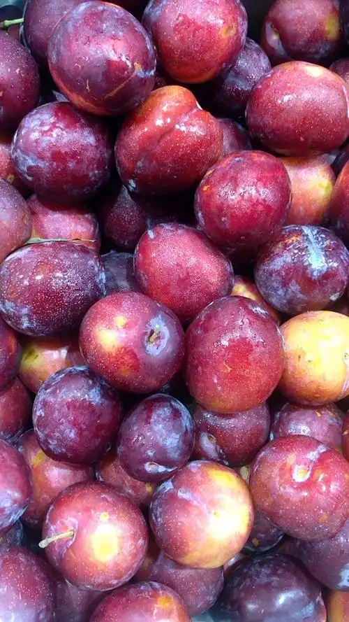 李子界爱马仕——澳洲鸡心李,口感脆嫩 皮薄多汁 酸甜感适中