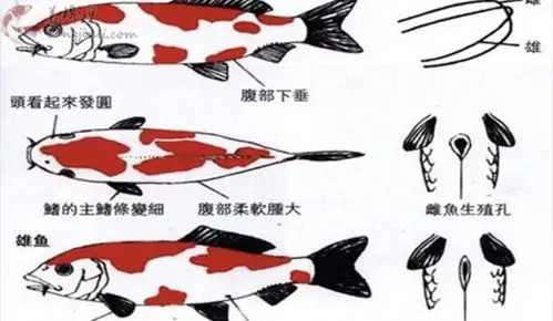 锦鲤如何分辨公母方法 公锦鲤与母锦鲤的区别