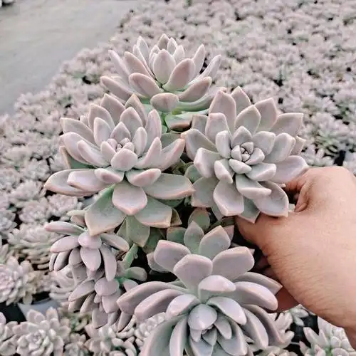 养了5年的淡雪,叶片肥美鲜艳,都说成了多肉的天花板,你同意吗