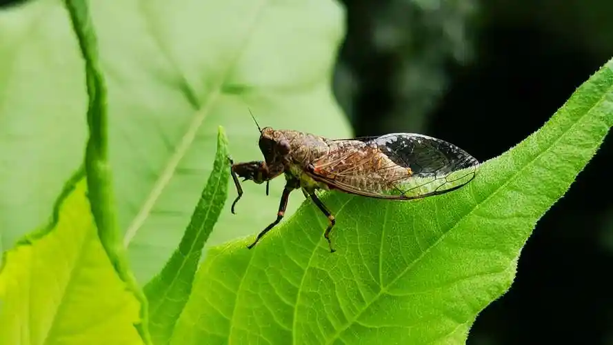 昆虫世界—太平镇昆虫记(2)《石头树的美篇》