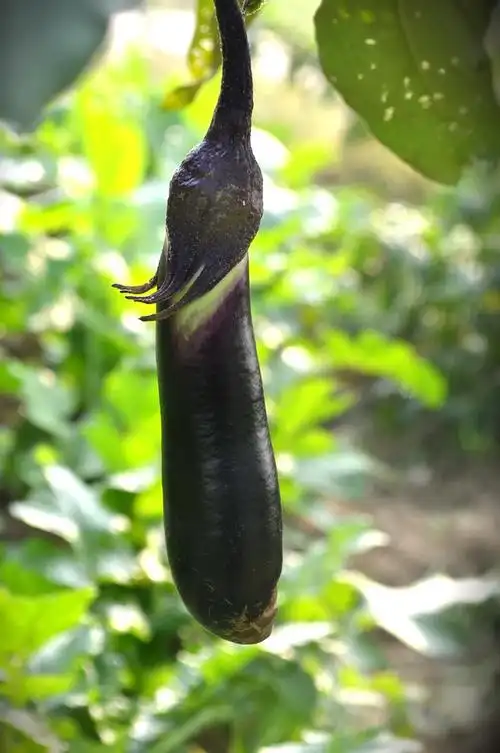 紫色茄子