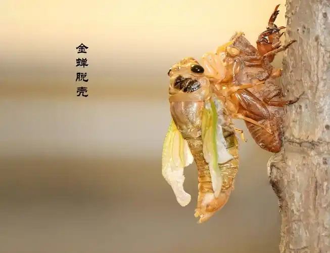 盛夏话蝉 (2019) 今夏"知了"图片.摄影制作:张简 刘淑玲