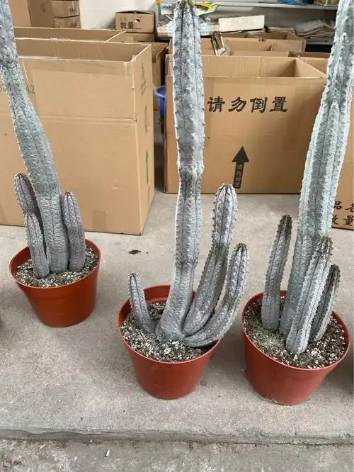 仙人掌亚迪麒麟有多头单头造型各异